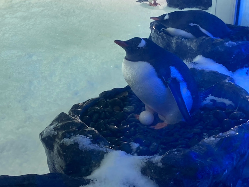 ニュージーランド ２羽のペンギンの赤ちゃん 留学ニュージーランド Com