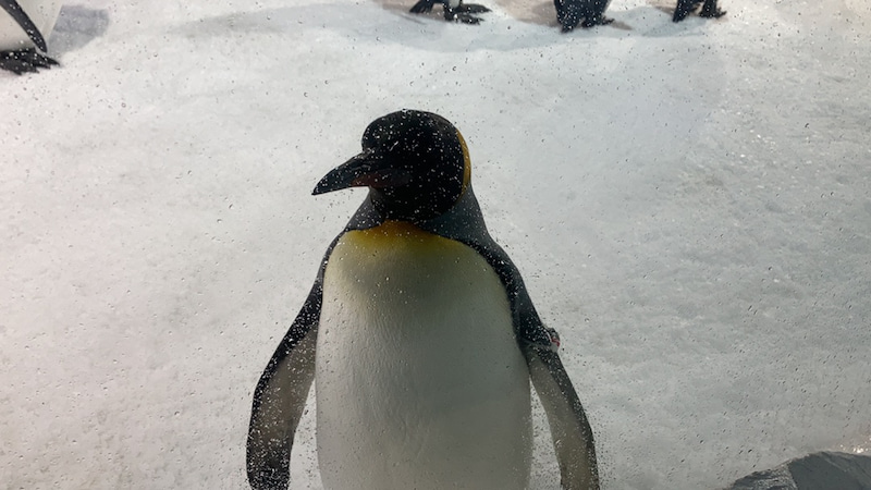 ニュージーランド ２羽のペンギンの赤ちゃん 留学ニュージーランド Com