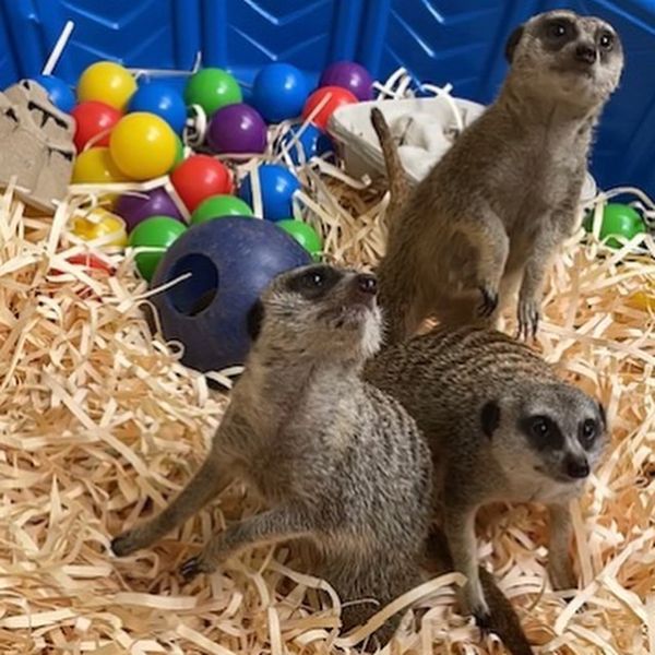 ハワイ ホノルル動物園にミーアキャットがデビューします 留学ニュージーランド Com ハワイ ホノルル動物園にミーアキャットがデビューします 留学ニュージーランド Com