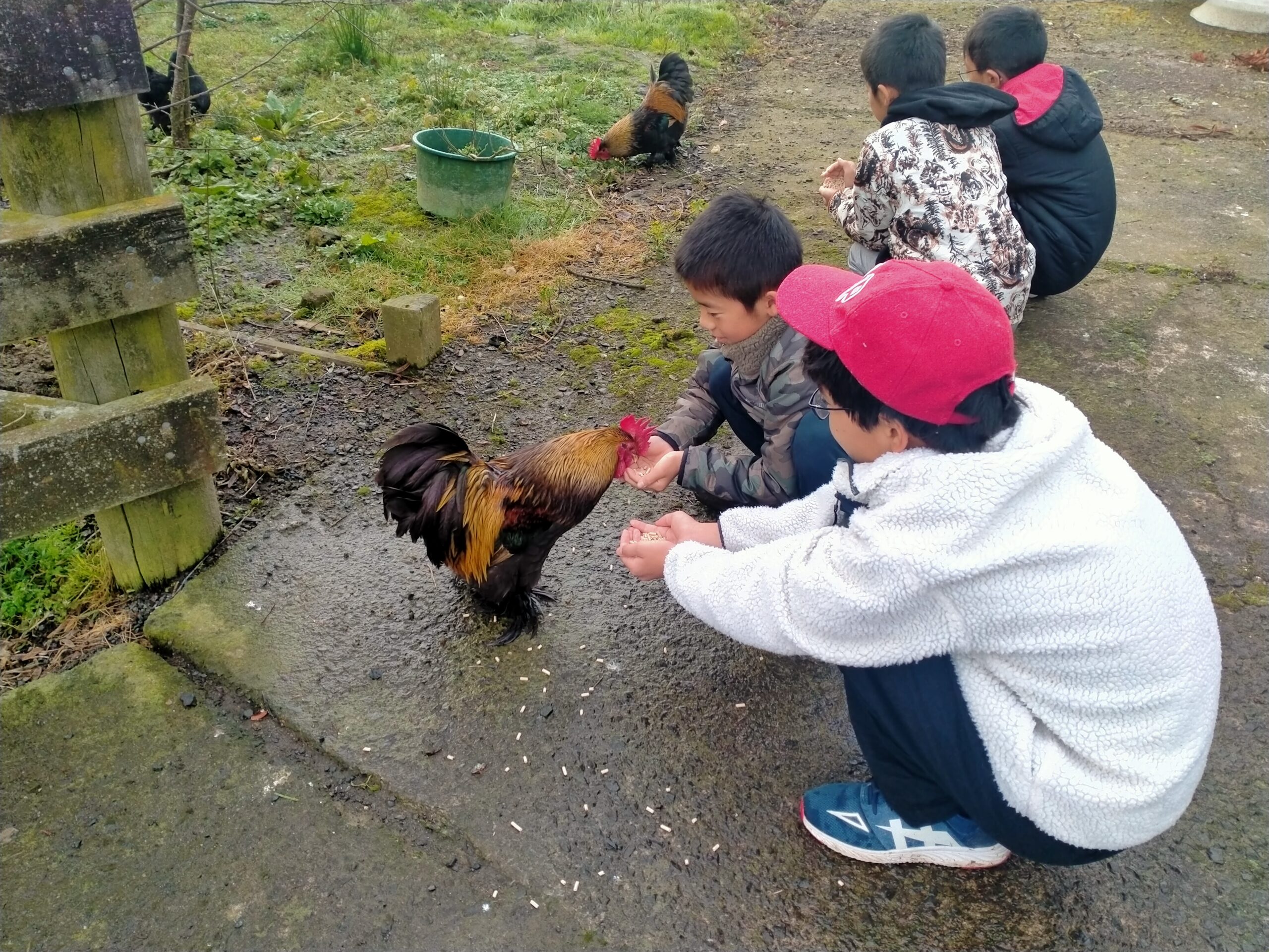 ファームステイ