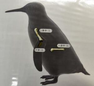 ペンギン