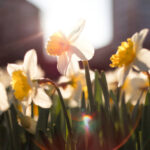 Daffodil Day