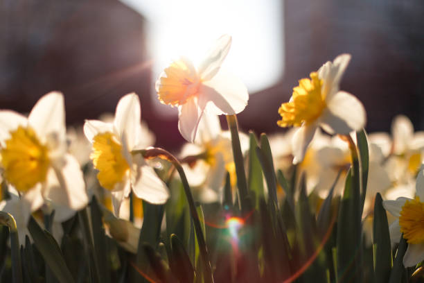 Daffodil Day